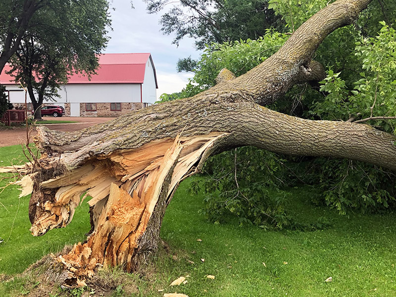 emergency tree service