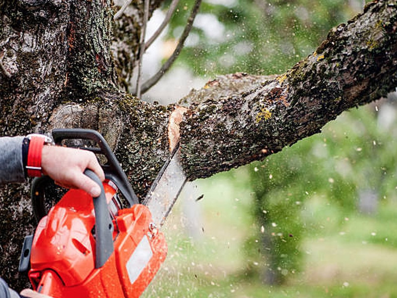tree trimming services  tree trimming