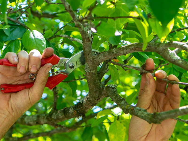 tree pruning